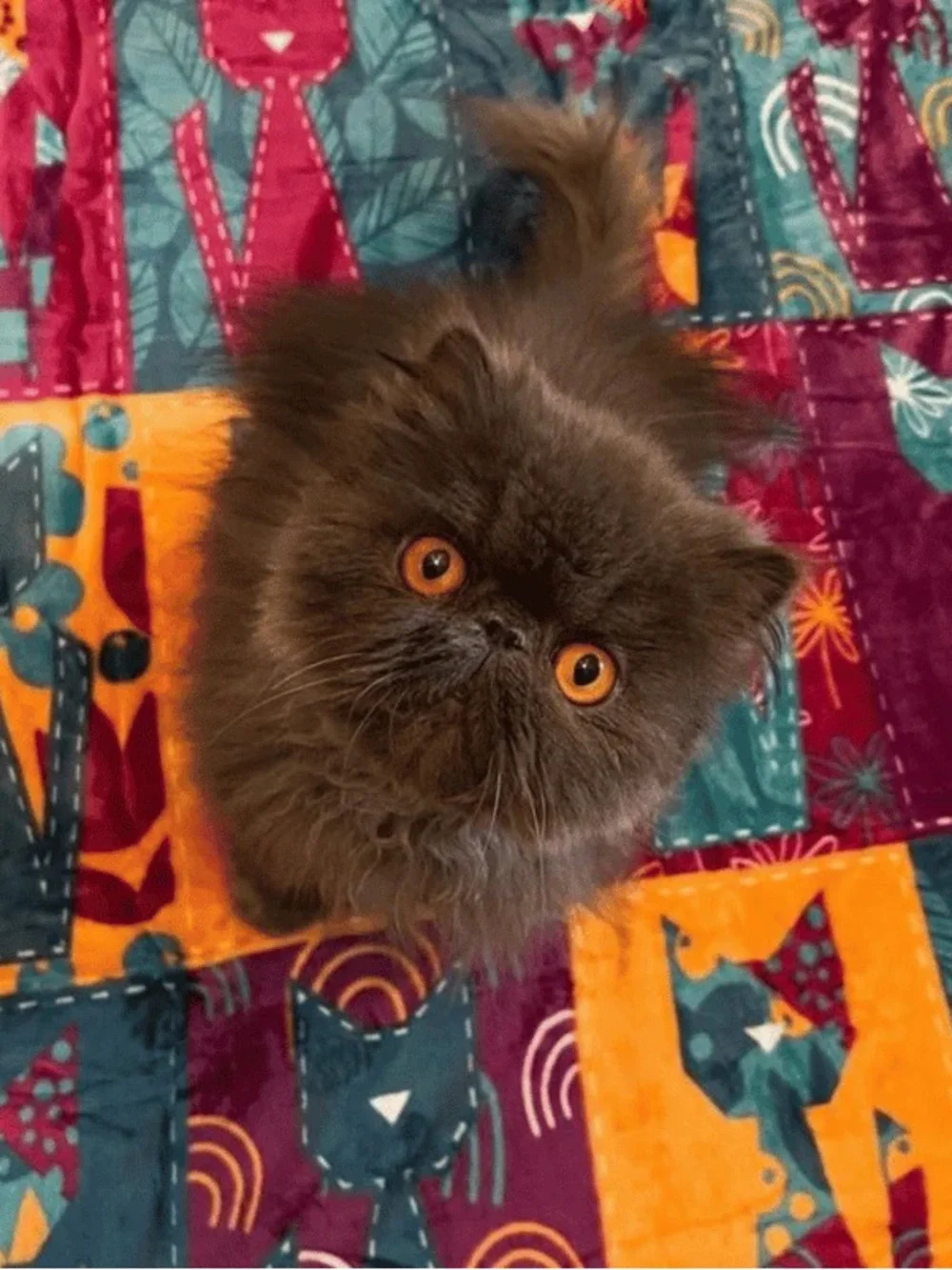 Cat Lady Box QUILTY CATS Blanket